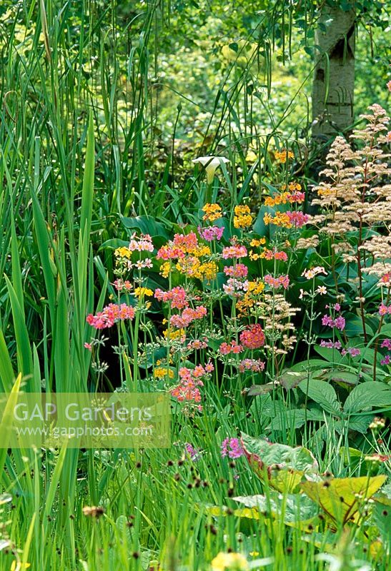 Candélabre Primula et Rodgersia dans un jardin boisé ombragé - Orge, Hants