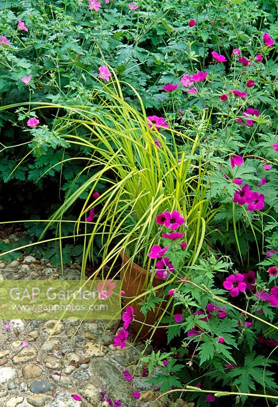 Carex elata 'Aurea' en pot dans un parterre de géraniums - Orge, Hants