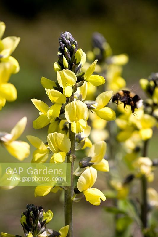 Thermopsis villosa