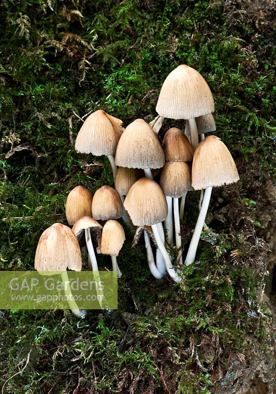 Coprinus micaceus - Toadstools Capuchon d'encre scintillante sur ou autour des souches à larges feuilles ou sur du bois enterré. Commun et comestible. Woodland West Sussex, octobre.