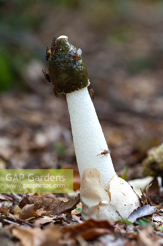 Phallus impudicus - Champignon Stinkhorn, un champignon commun qui utilise des mouches pour distribuer ses spores et sent fortement la chair pourrie.