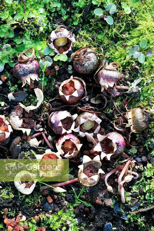 Faire éclater les gousses de graines répandre des graines parmi les boutons floraux émergents de Cyclamen hederifolium