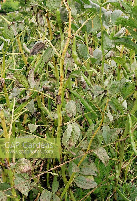 Botrytis fabae - Maladie fongique du chocolat affectant les feuilles, les tiges et les gousses de fèves