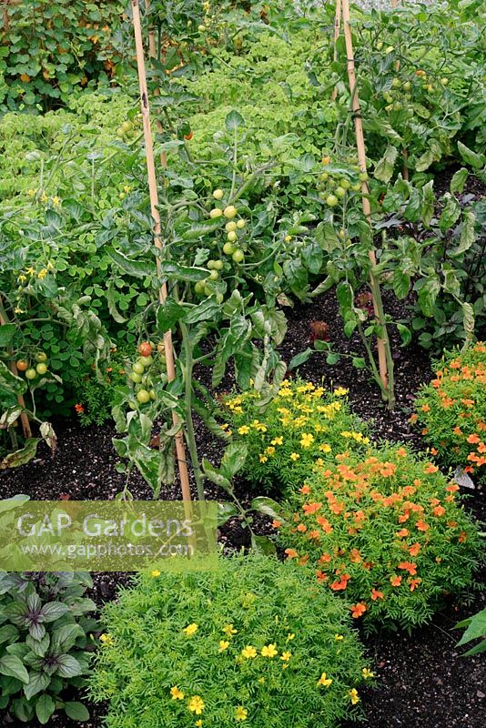 Tomates d'extérieur avec Tagetes plantées à l'avant pour attirer les insectes utiles et dissuader les aleurodes