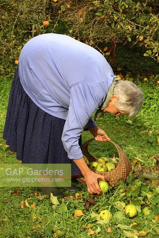 Leonie Woolhouse cueillant des pommes exceptionnelles dans son jardin, propriétaire de la vieille maison du soleil, Wymondham, Norfolk, NGS
