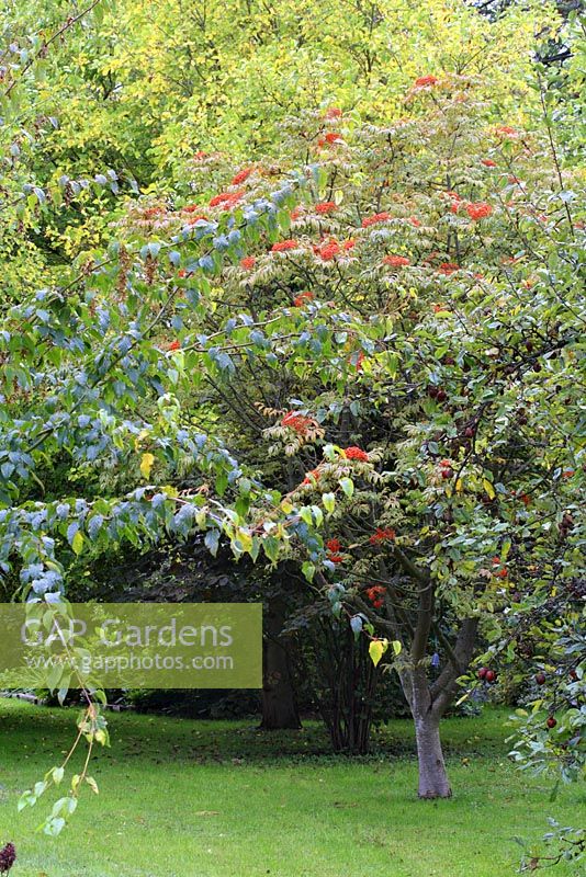 Sorbus sargentiana - Sargents Rowan au début d'octobre - The Old Sun House, Wymondham, Norfolk, NGS