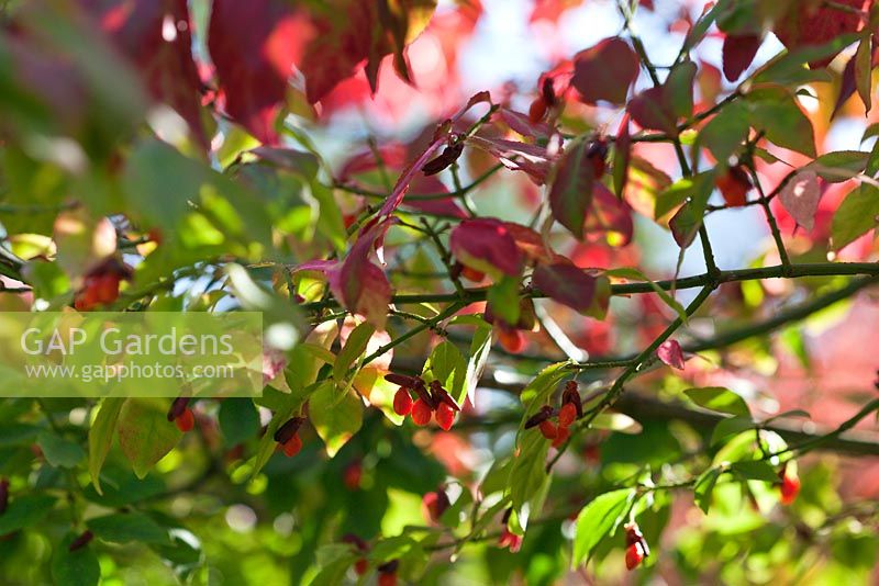 Feuillage et baies d'Euonymus alatus en automne