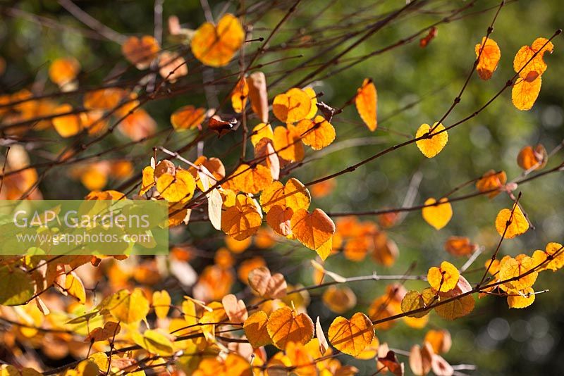 Cercidiphyllum japonicum 'Boyd's Dwarf' - Feuillage des arbres Katsura en automne