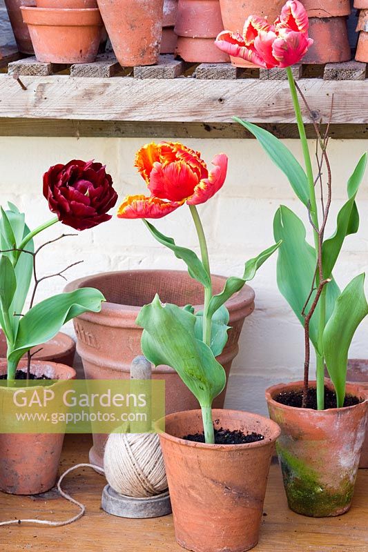 Tulipes exposées dans des pots en terre cuite en serre - Tulipes perroquet 'Fantasy'