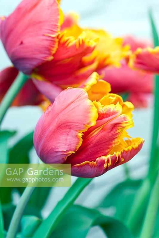 Parrot Tulipa 'Orange Favorite'