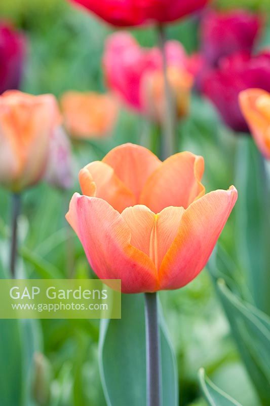 Tulipa 'Elite d'Apeldoorn'