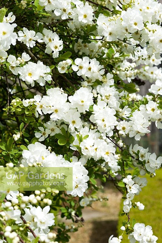 Exochorda x macrantha 'La mariée'