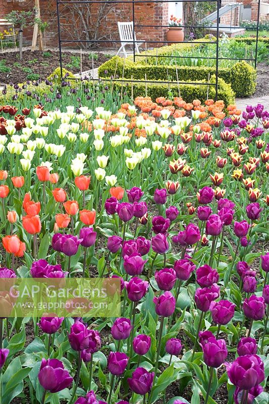 Parterre de printemps avec tulipes en potager formel - Tulipa 'Passionale', Spring Green et 'Gavota'