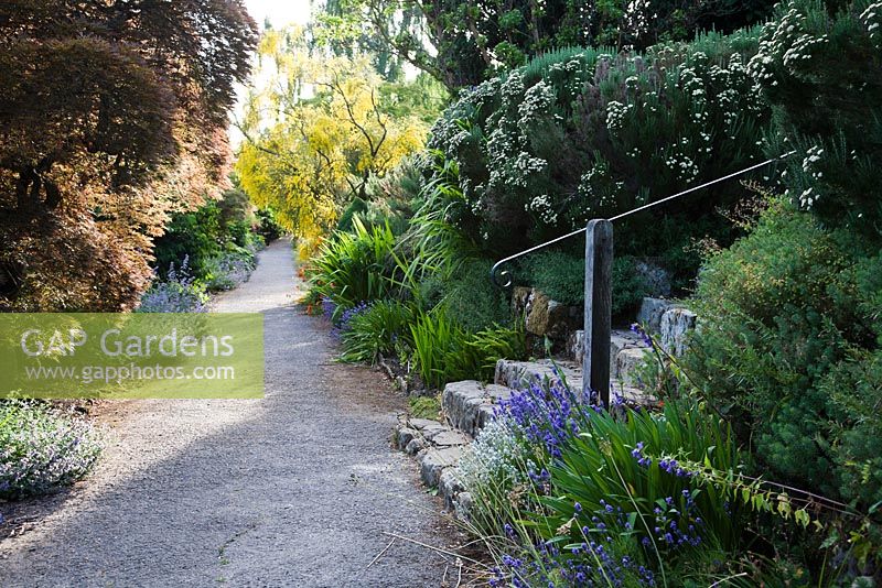 Sentier à travers Paradise Walk en été, parterres de fleurs mixtes avec Acer et Genista, marches en pierre - Borde Hill, Sussex