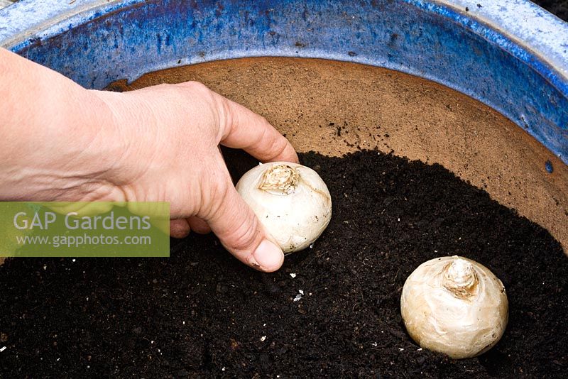 Planter des jacinthes et des bulbes de muscari dans un pot à moitié rempli