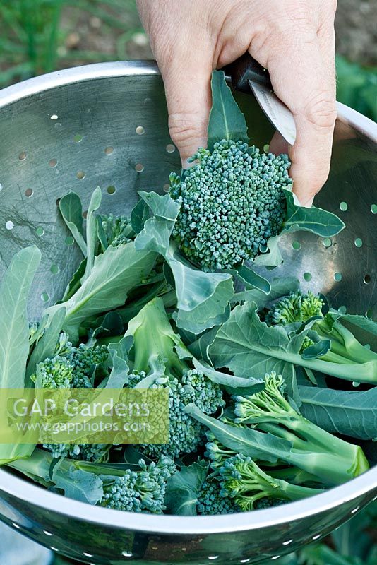 Récolte du brocoli