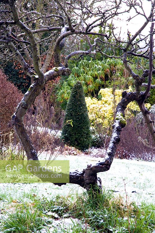 Branches de vieil arbre forment un cadre - Court Lane Farm, Wiltshire