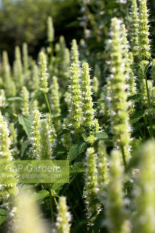 Agastache rugosa f albiflora 'Blanc réglisse'