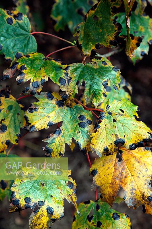 Rhytisma acerinum sur Acer pseudoplatanus 'Purpureum' - lésions de la tache goudronneuse