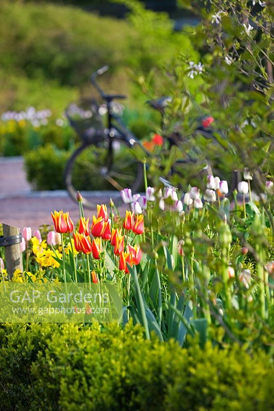 Tulipa 'Synaeda King', Tulipa 'Shirley', Narcisse et Allium en parterre bordé d'une haie de buxus taillée - Slottsträdgården, Malmö, Suède