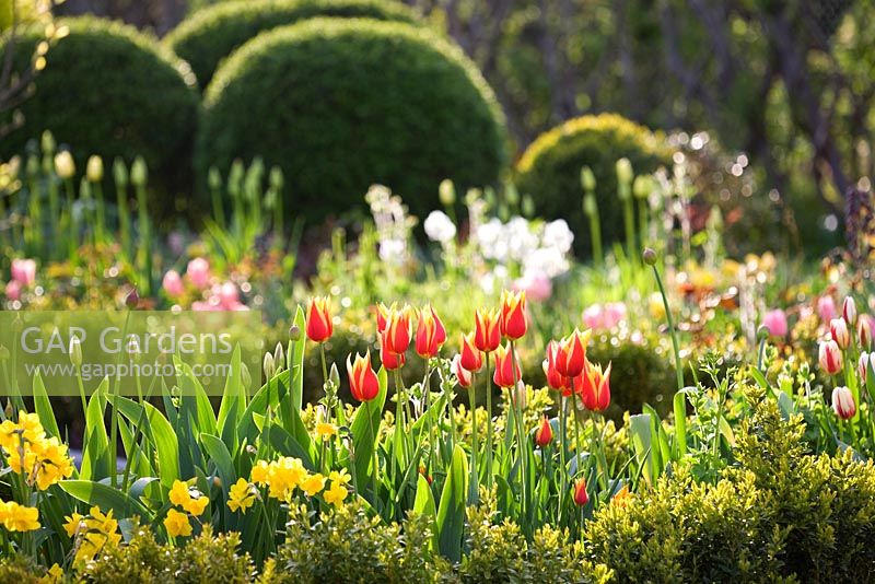 Tulipa 'Synaeda King', Tulipa 'Happy Generation', Narcisse et Allium en parterre de fleurs bordées de haies et de boules taillées - Slottsträdgården, Malmö, Suède