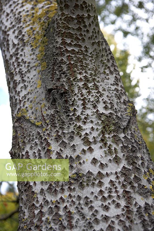 Populus alba - Écorce de peuplier blanc