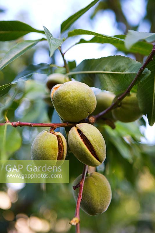Prunus dulcis - Amandes