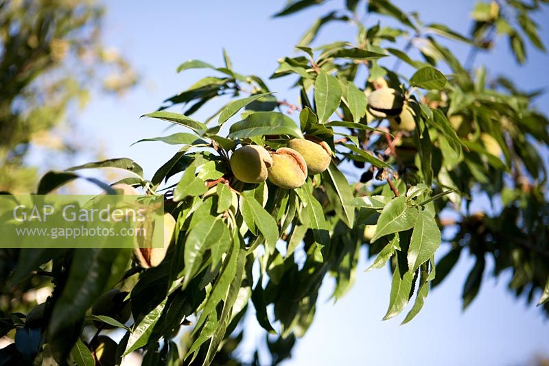 Prunus dulcis - Amandes