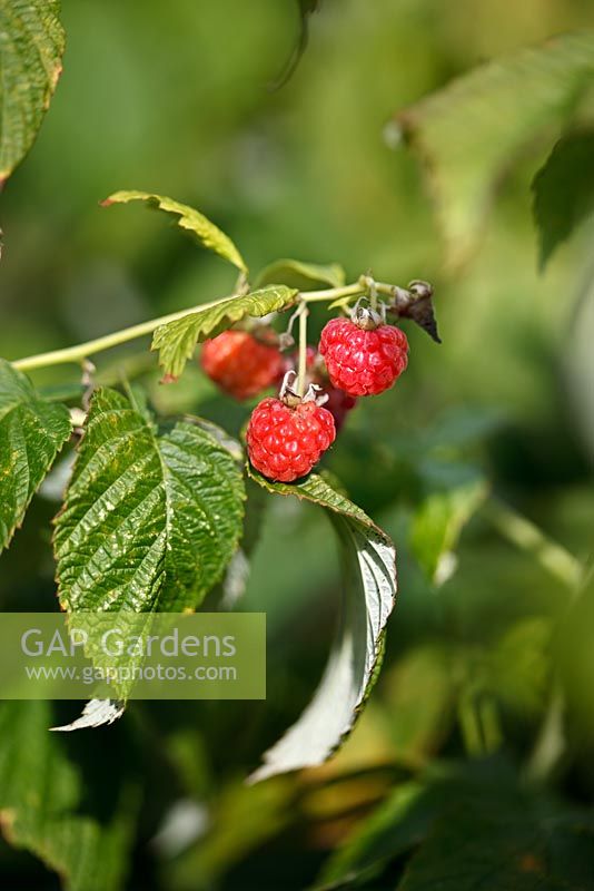 Rubus 'Joan J' fin septembre