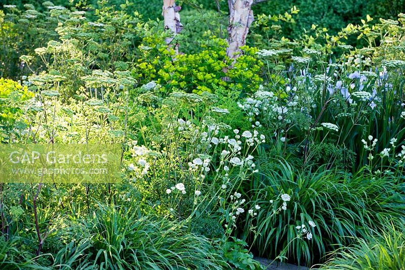 Astrantia major 'White Giant' et Cenolophium denudatum - Le Jardin Laurent-Perrier, médaillé d'or, RHS Chelsea Flower Show 2010