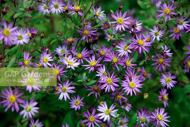 Aster trinervius 'Scaberulus' syn Aster trinervius syn Aster scaberulus à la fin de l'automne