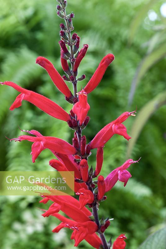 Salvia elegans - Sauge ananas