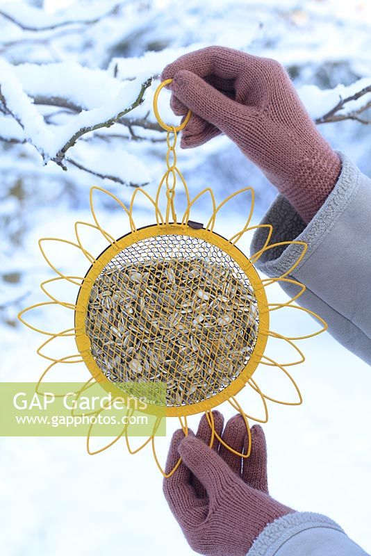 Accrocher une mangeoire à oiseaux pleine de graines de tournesol en hiver