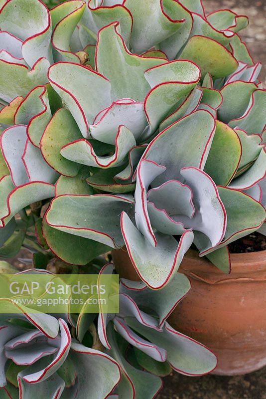 Cotyledon orbiculata 'Silver Waves' poussant dans un pot en terre cuite