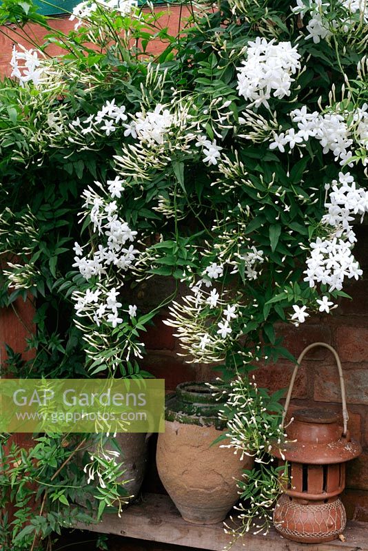 Jasminum polyanthum fleurissant sur un mur ensoleillé dans une véranda