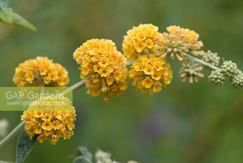 Buddleja x weyeriana 'Sungold'