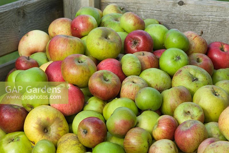Caisse de pommes exceptionnelles
