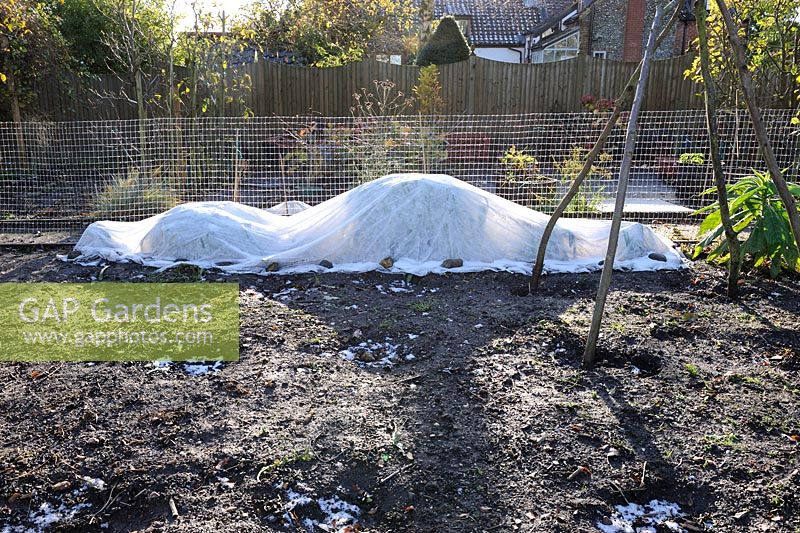 Protection des plantes en hiver - Agapanthe recouvert de molleton