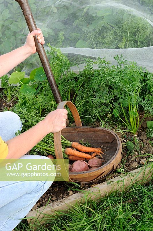 Jardinière avec trug de carottes et pommes de terre fraîches, montrant la récolte de carottes sous environnement - filet anti-mouches anti-carottes
