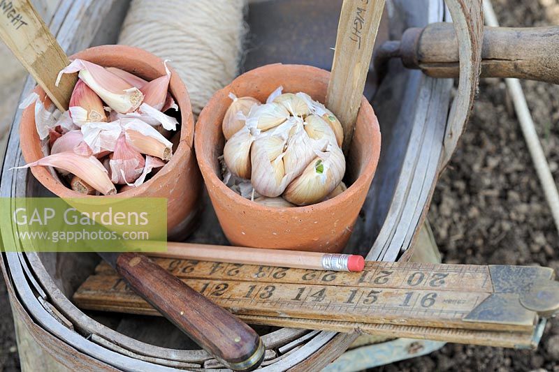 Gousses d'ail prêtes à être plantées dans un trug en bois avec règle et truelle, octobre