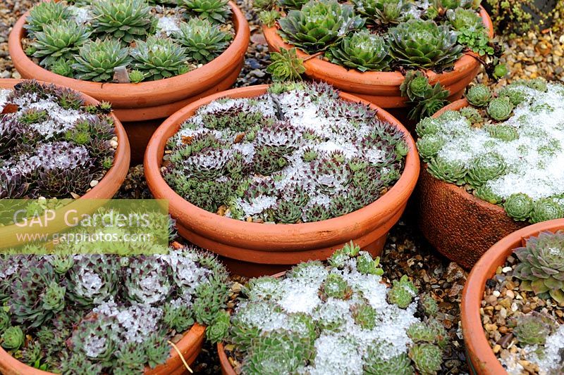 Diverses espèces de sempervivum en pots, avec une légère couche de neige, novembre
