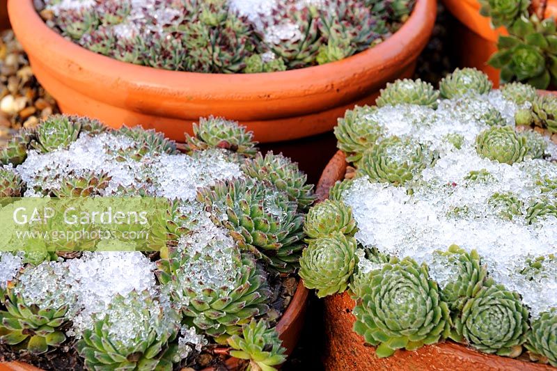 Sempervivum en pot avec une légère couche de neige, novembre