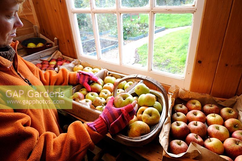 Jardinière en hangar trier des pommes saines pour l'entreposage d'hiver, octobre