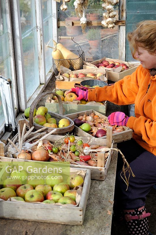 À effet de serre à la fin de l'automne avec une femme jardinière sélectionnant des pommes, des oignons et de l'ail sains pour le stockage d'hiver, octobre