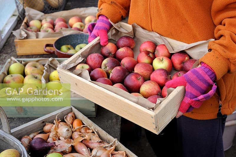 À effet de serre à la fin de l'automne avec femme jardinier avec plateau de pommes saines, pour le stockage d'hiver, octobre