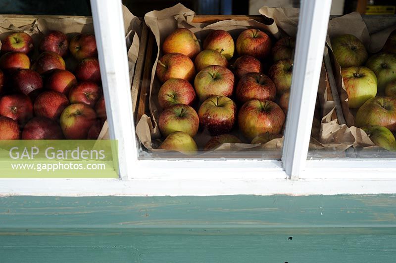 Pommes d'hiver entreposées, vue à travers la fenêtre de l'abri de jardin, octobre