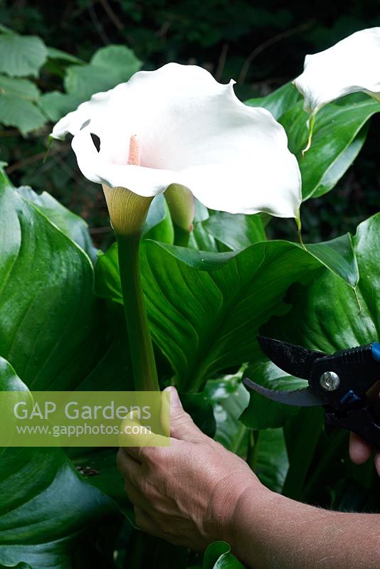 Cueillir une fleur de 'guimauve' Zantedeschia