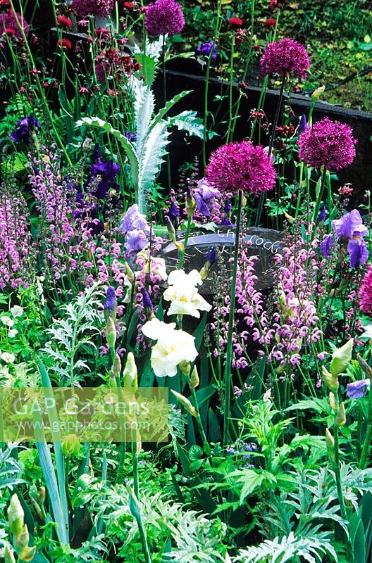 Iris, Allium 'Purple Sensation', Erngium x oliveranum, Centauea montana - Jardin 'A Highland Retreat' - RHS Chelsea Flower Show 2006.