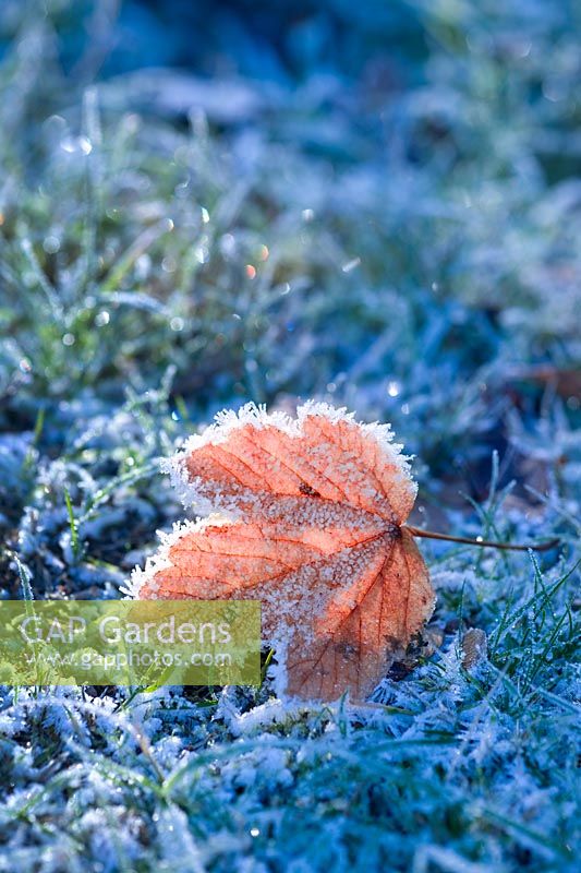 Feuille tombée sur une pelouse teintée de gel rétro-éclairé par le soleil d'hiver
