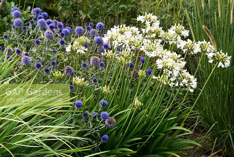 Echinops ritro 'Veitch's Blue', Agapanthus 'Podge Mill' et Pennisetum macrourum - Marchants Nursery, East Sussex